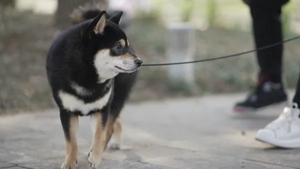 hond loopt ontspannen naast eigenaar zonder spanning op de lijn