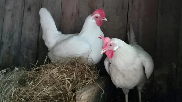 Jonge hen bij een schoon legnest in het kipTwee witte kippen bij een legnest in het kippenhok, passend bij het moment waarop een kip begint met eieren leggen.