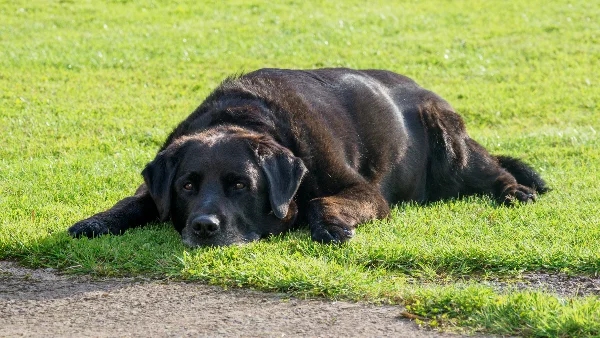 Zwarte labrador in zit positie, zijprofiel tegen witte achtergrond.