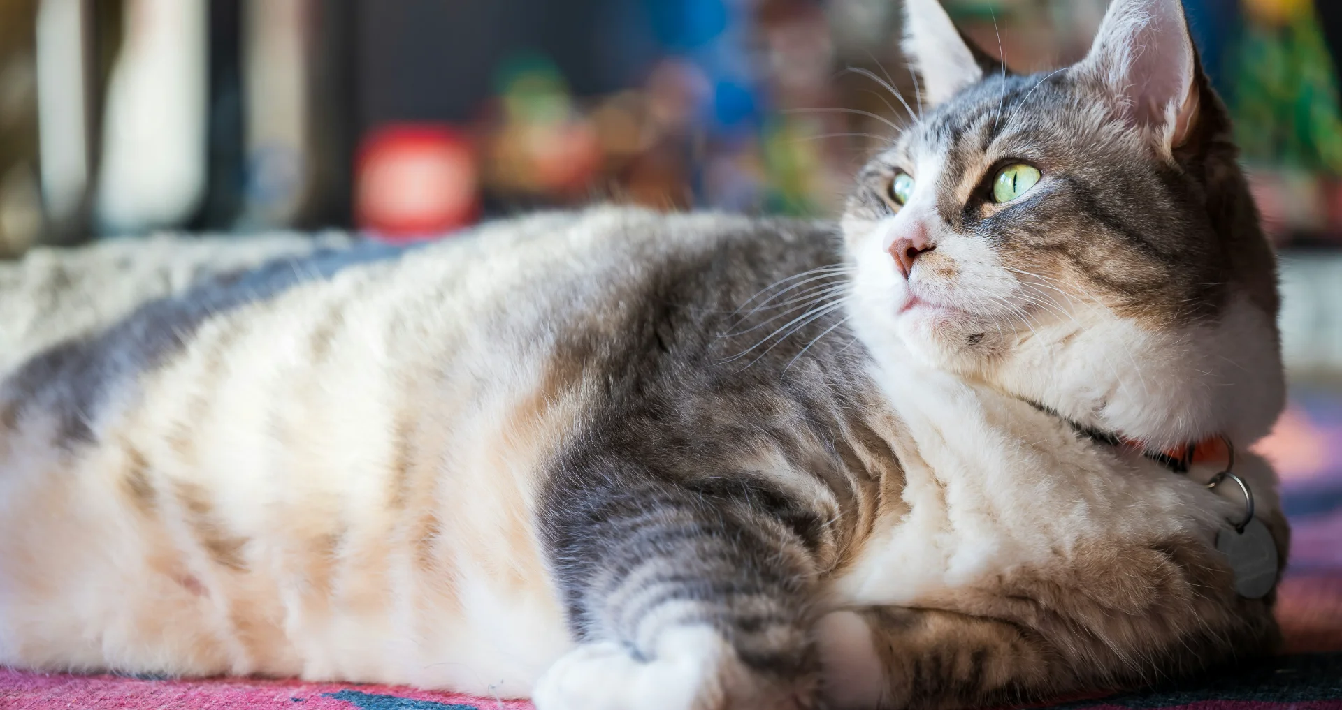 Tabby kat ligt op een gekleurde vloerkleed