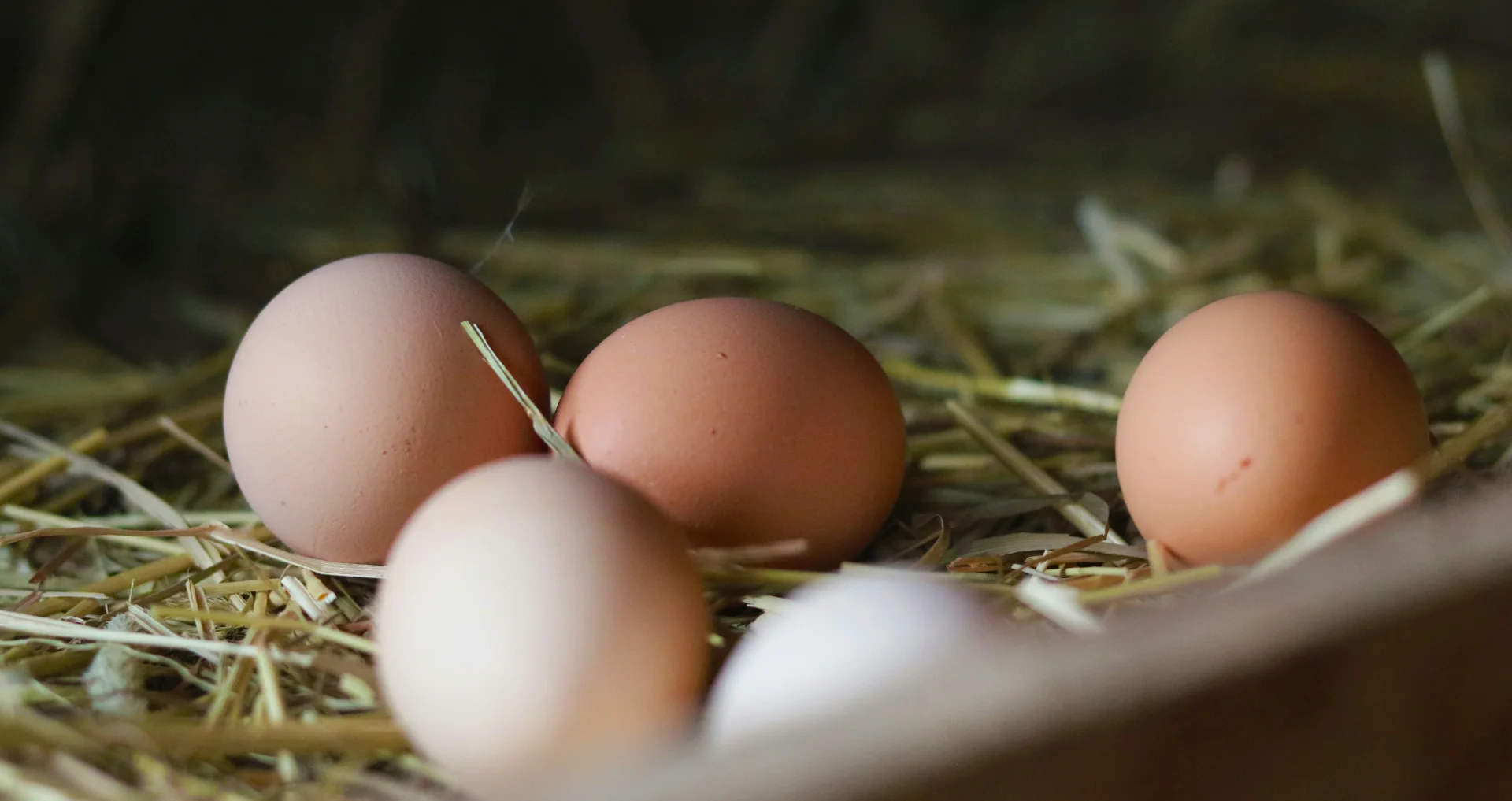 Bruine en witte biologische eieren van een kip.