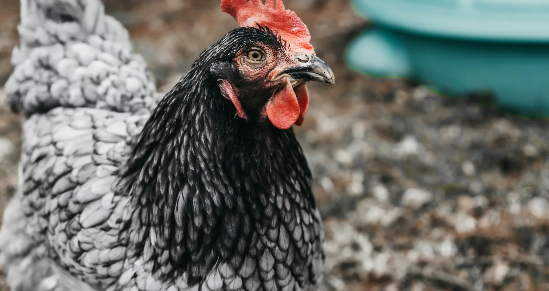 Bruine kip pickt voer van de grond in het hok in de winter