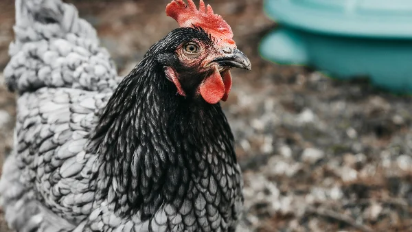 Bruine kip pickt voer van de grond in het hok in de winter
