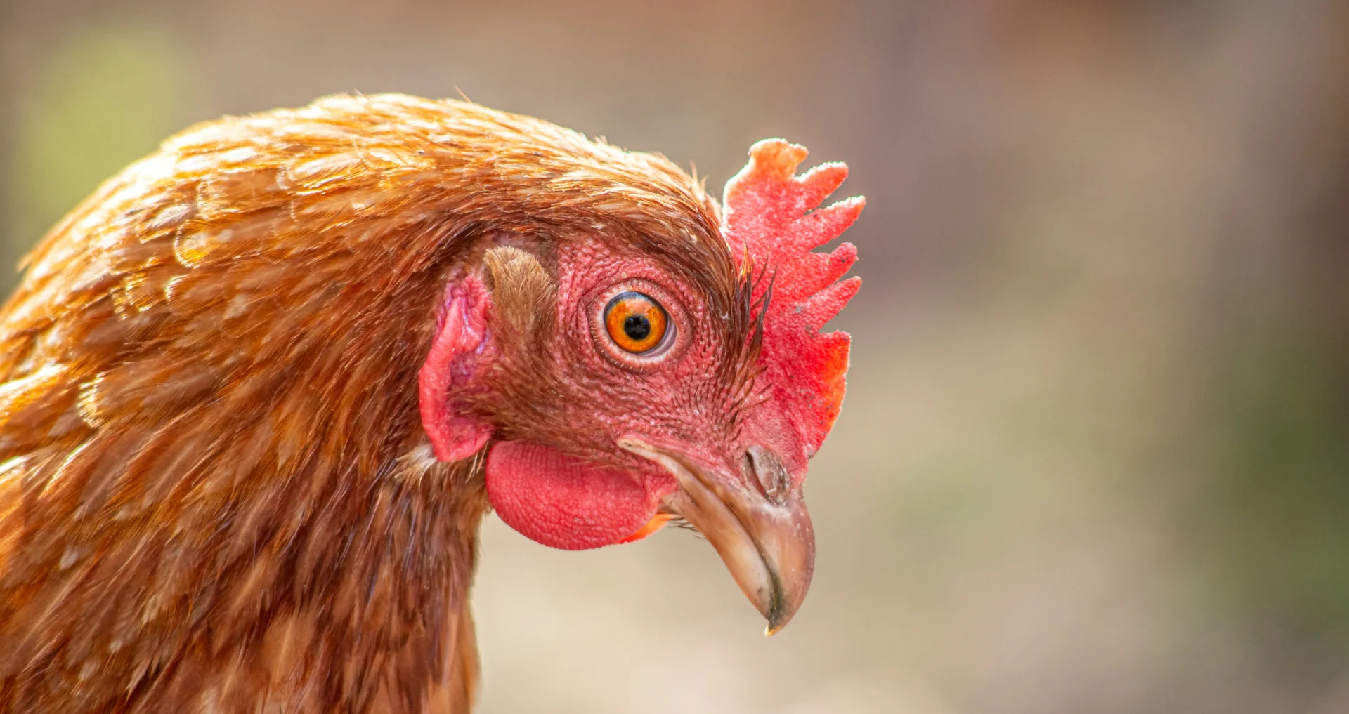 Rode haan met uitgebreide veren in close-up fotografie oogt zwak.