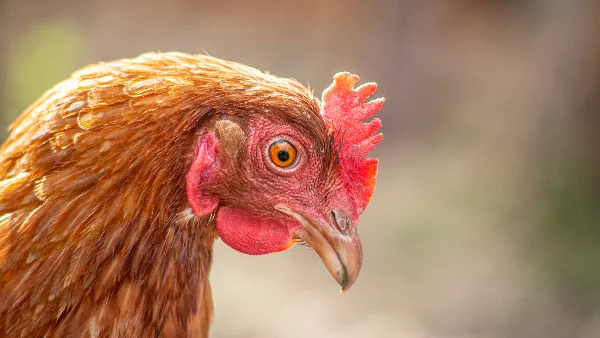 Kip die stil op de grond ligt, mogelijk teken van gezondheidsproblemen zoals wormbesmetting.