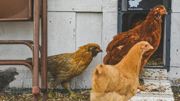 Kippen staan dicht bij elkaar in winterse omgeving buiten.