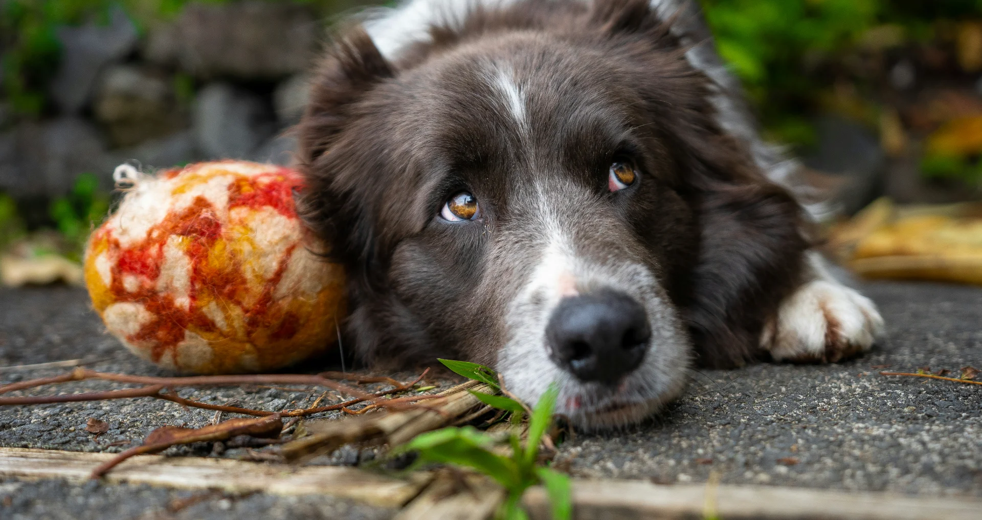 Charlie de Border Collie onderzoekt voorzichtig een huisplant met gevaar.