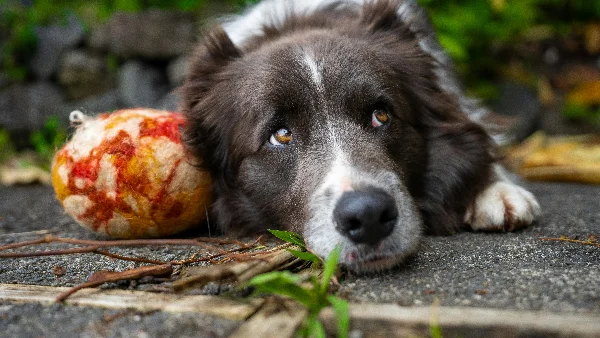huiselijke producten en etenswaren passend bij risico op vergiftiging voor honden