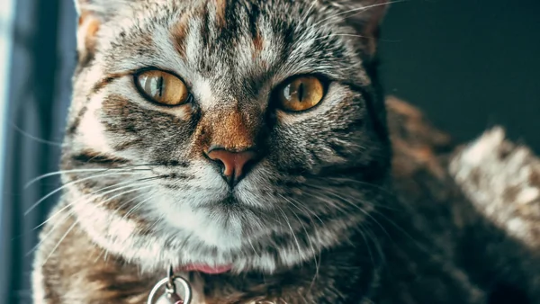 Portret van een huiskat met halsband als illustratie bij maandelijkse kosten van een kat