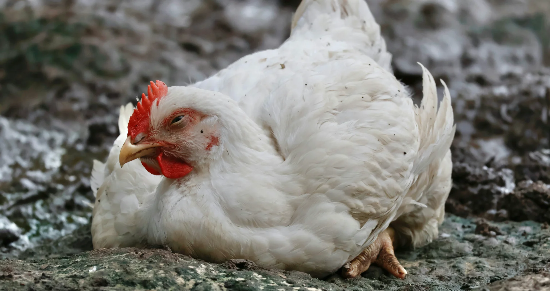 Witte kip rust op modderige grond in winteromstandigheden.