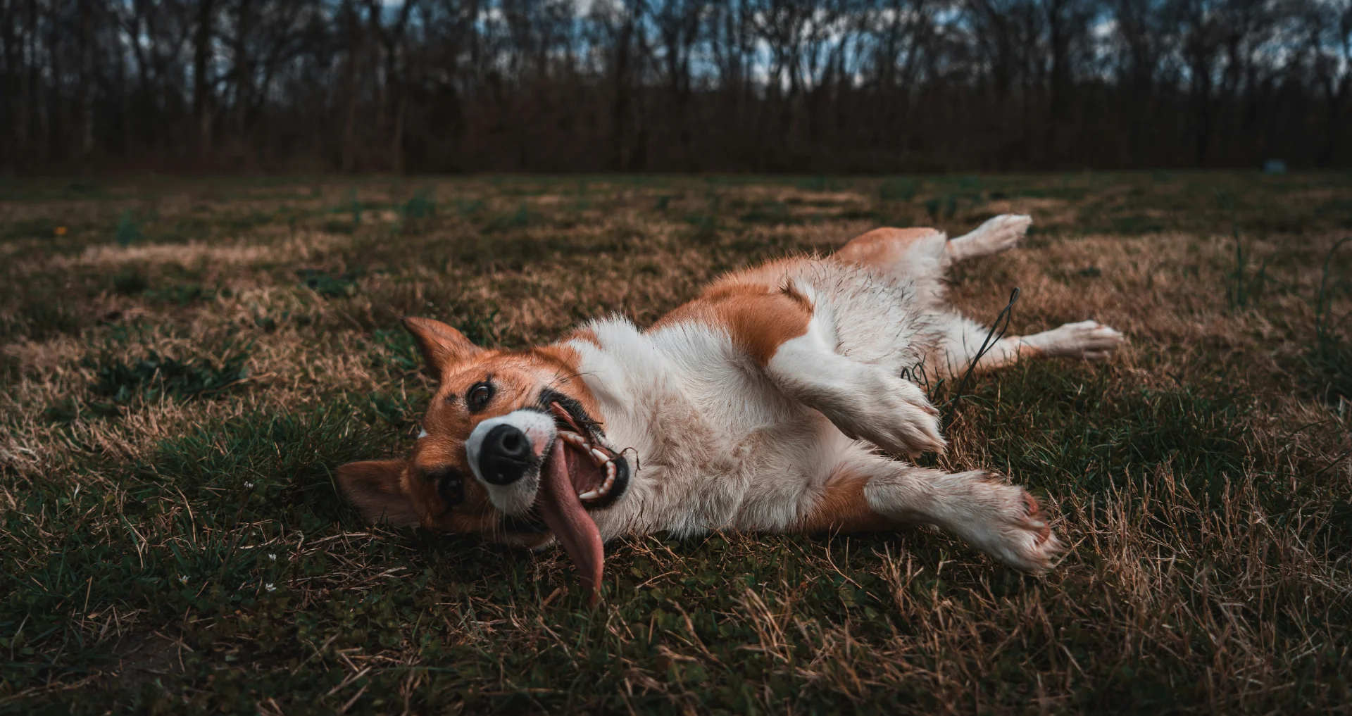Bruine en witte hond ligt op rug in weiland