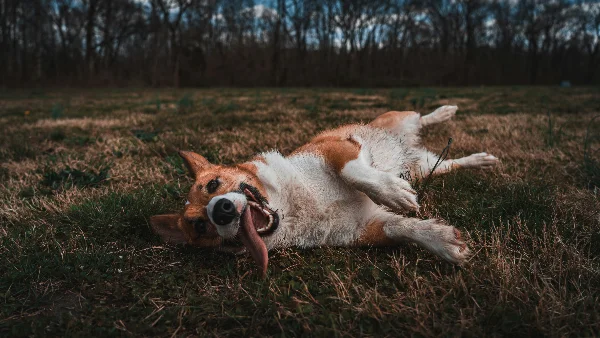 Bruine en witte hond ligt op rug in weiland