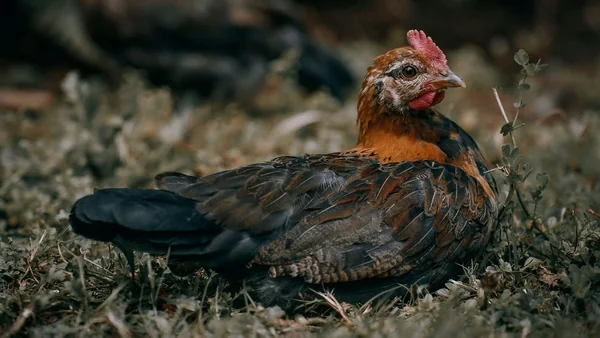 Kip die stil op de grond ligt, mogelijk teken van gezondheidsproblemen zoals wormbesmetting.