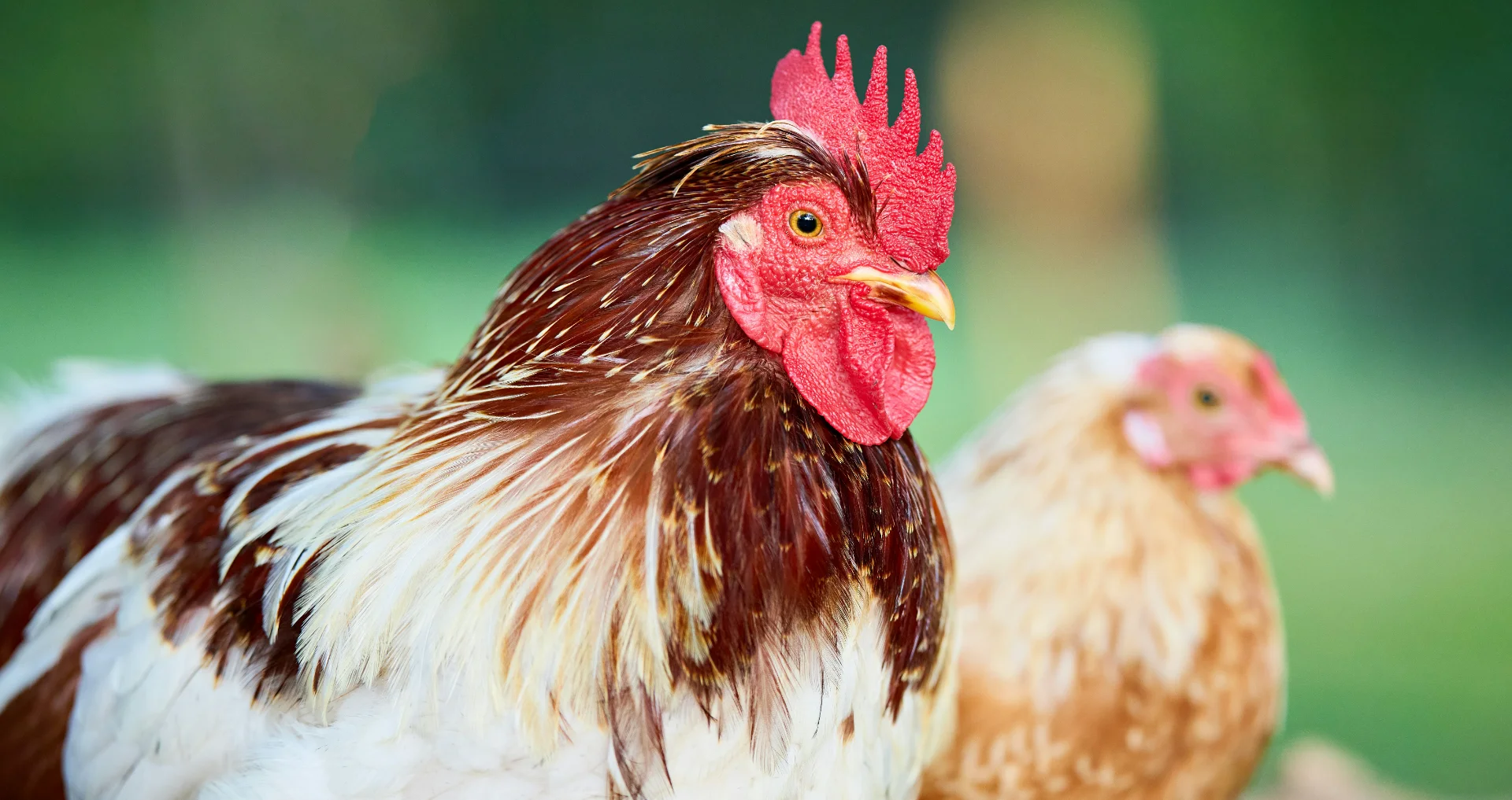 Kip zoekt schaduw en water tijdens hete zomerdag op boerderij