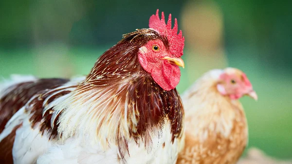 Kip zoekt schaduw en water tijdens hete zomerdag op boerderij