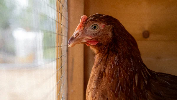 Kip kijkt uit het raam van het kippenhok