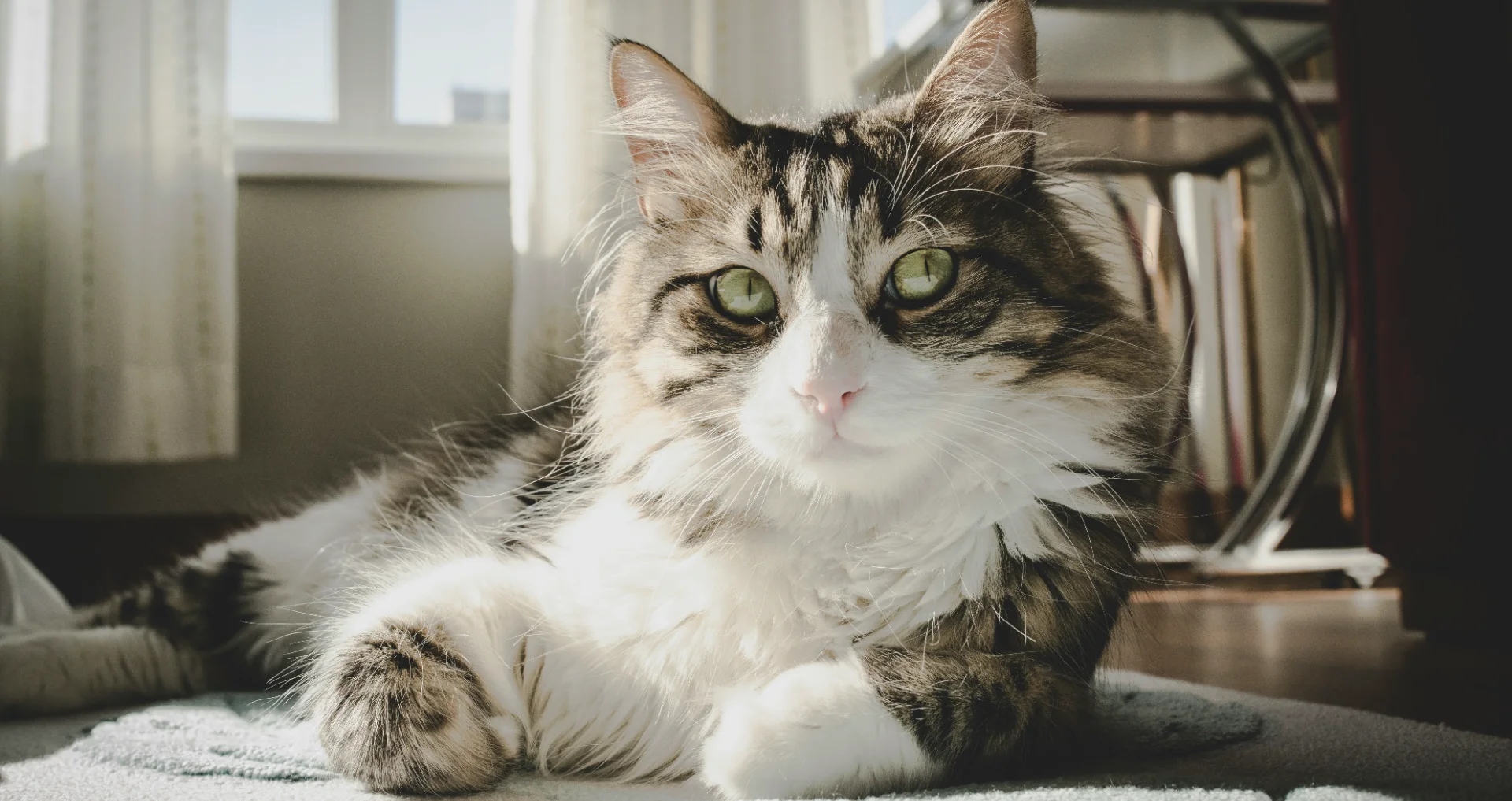 Witte grijze langhaarige kat close-up portret