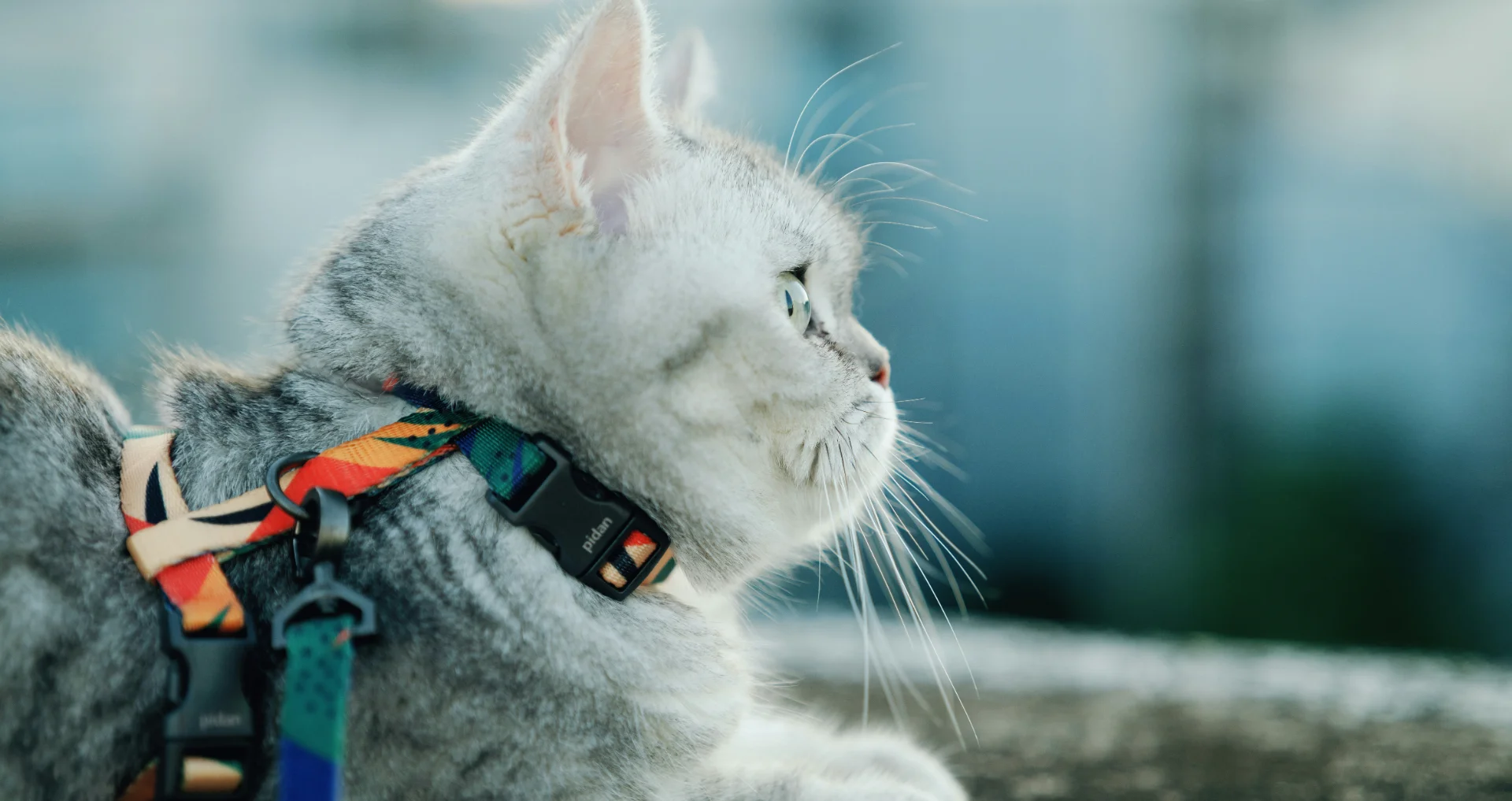 Grijze gestreepte kat draagt gekleurde tuigje buiten veilig.