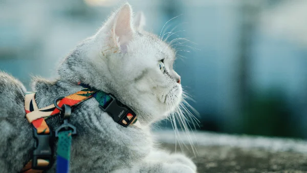 Grijze gestreepte kat draagt gekleurde tuigje buiten veilig.