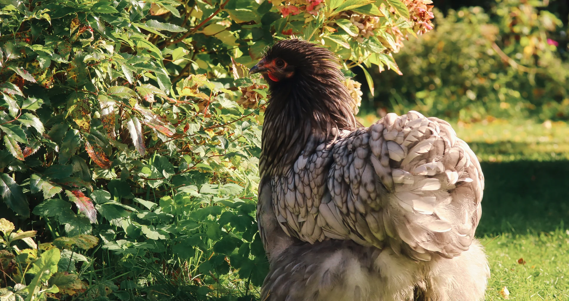 Brahma kip in de tuin, groot ras met veren aan poten.