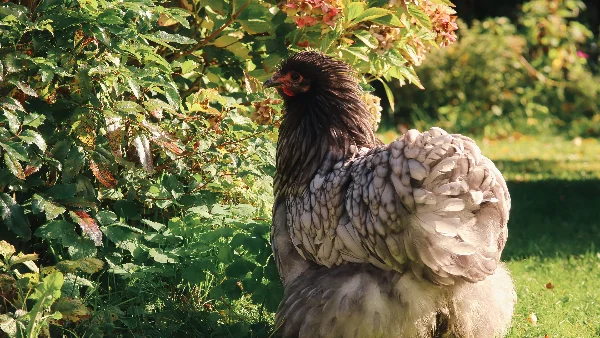 Brahma kip in de tuin, groot ras met veren aan poten.