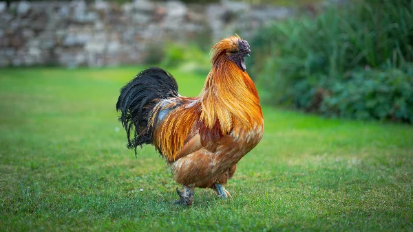 Brahma haan loopt over gras in natuurlijke omgeving.
