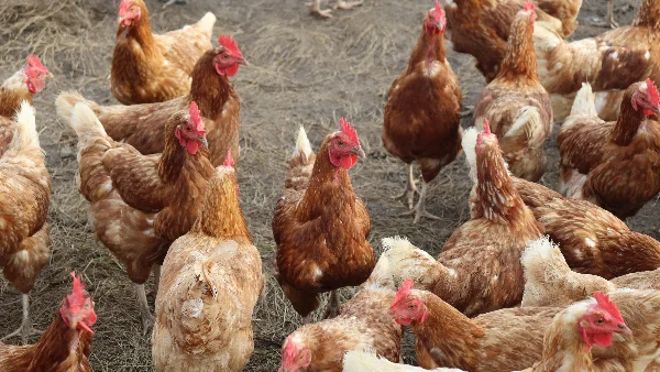 Gezonde kippen met glanzend veren in weiland