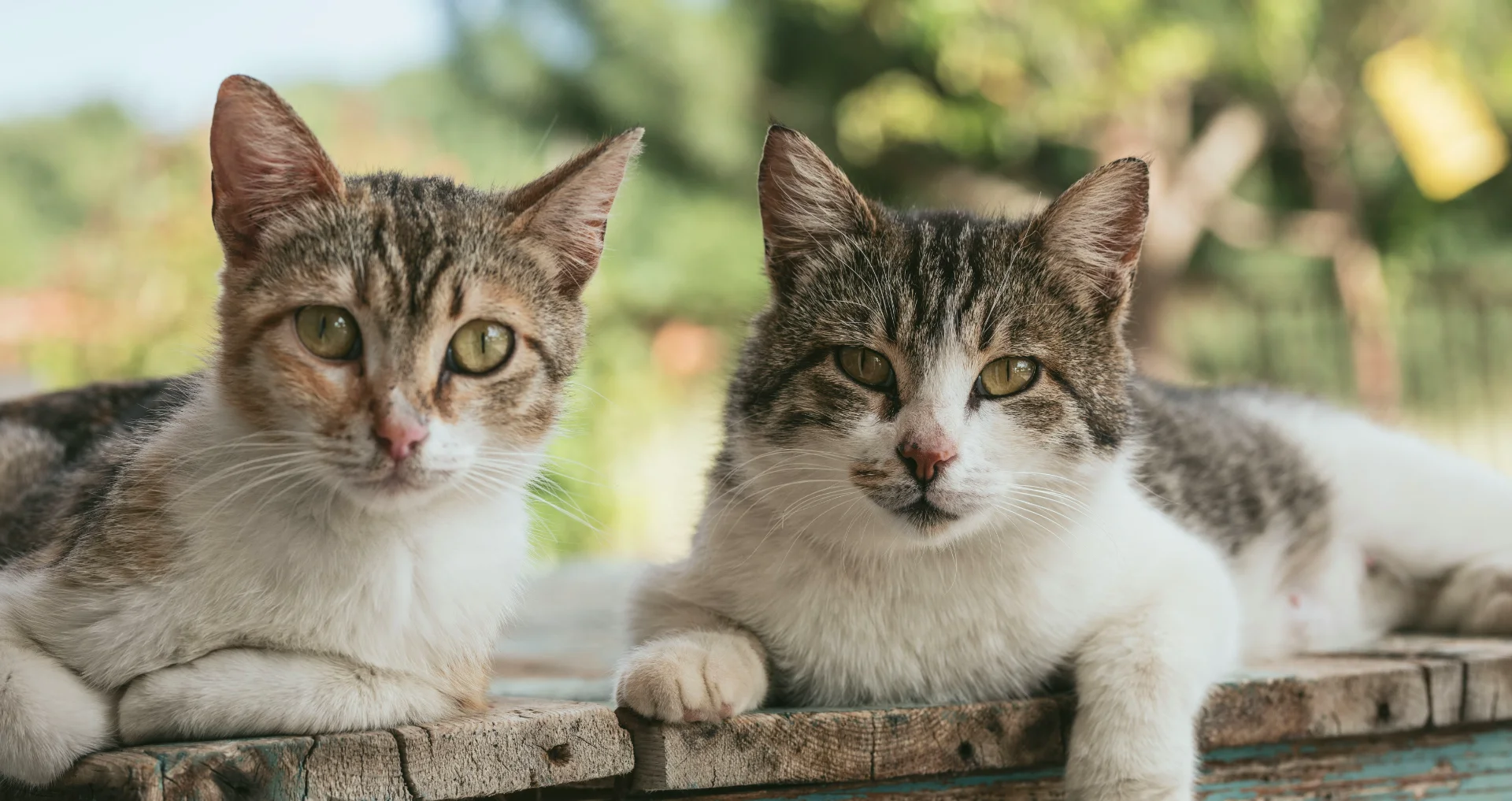 Twee katten spelen samen op zacht tapijt thuis.