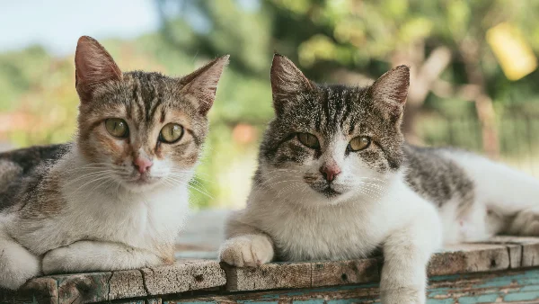 Twee katten spelen samen op zacht tapijt thuis.