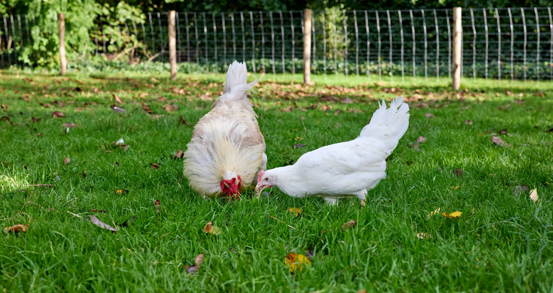 Twee kippen pikken voer van groen gras op een zonnige dag.