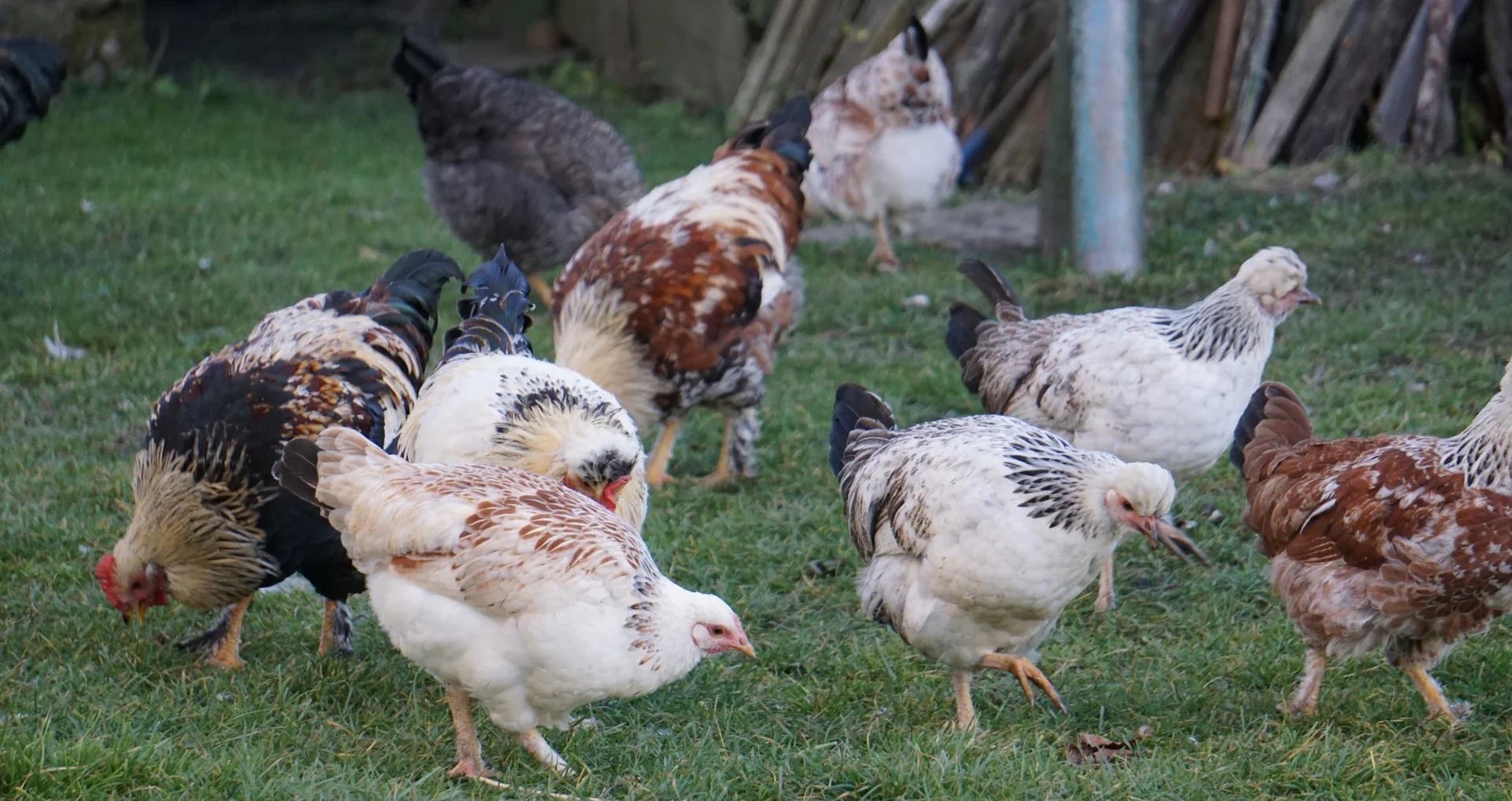 Kudde kippen foeragerend op grassy gazon
