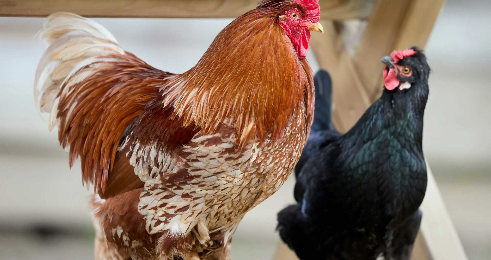 Bruine en rode haan met zwarte hen op houten balken.