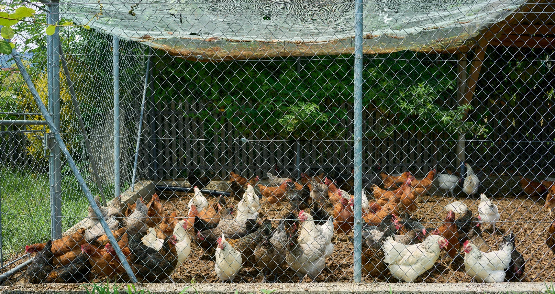 Kippen in omheining worden beschermd tegen roofdieren en gevaren.