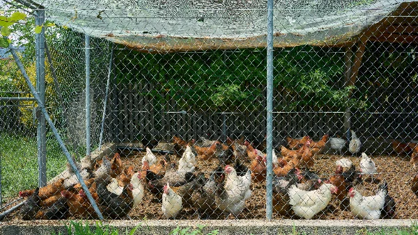 Kippen in omheining worden beschermd tegen roofdieren en gevaren.