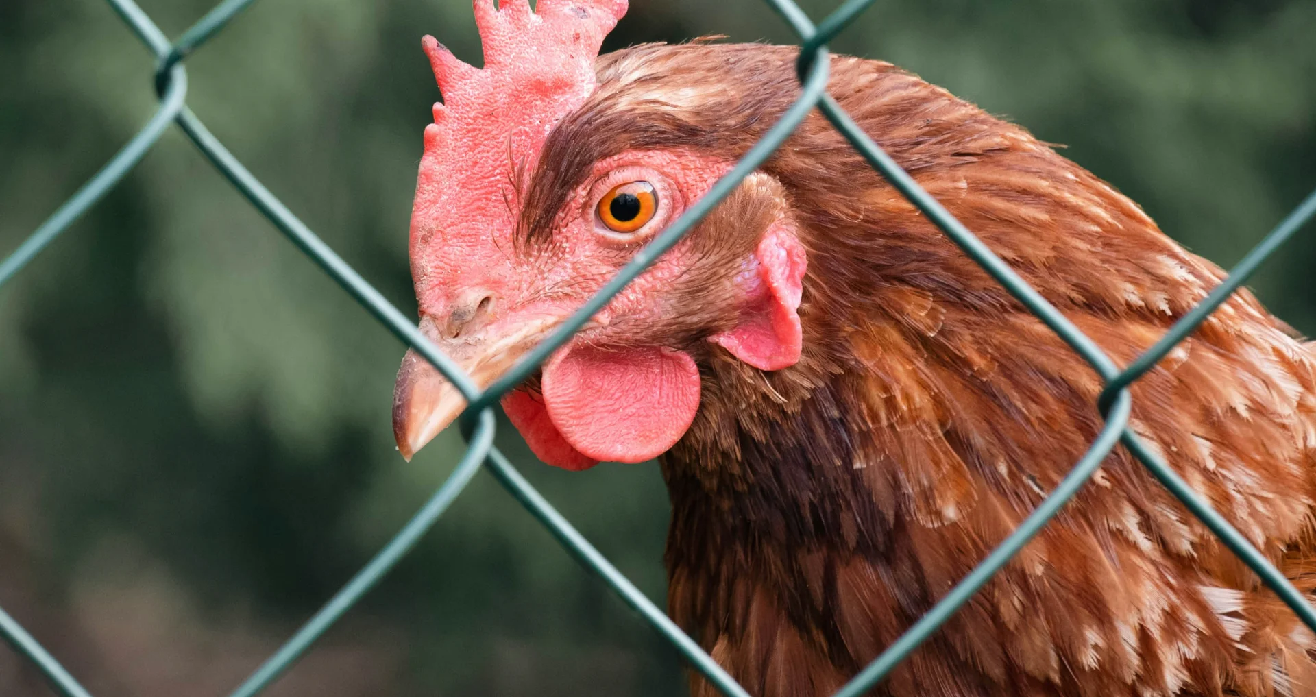 Kip in ren met beschermend gaas tegen roofdieren