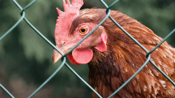 Kip in ren met beschermend gaas tegen roofdieren