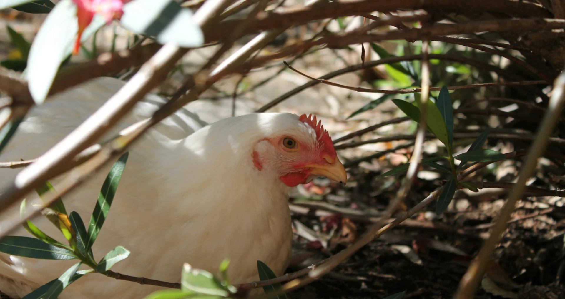 Bruine hen in focus met verveerde veren en waakzame blik.