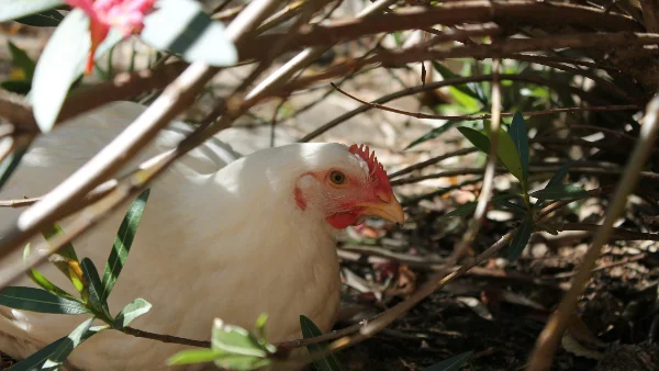 Bruine hen in focus met verveerde veren en waakzame blik.