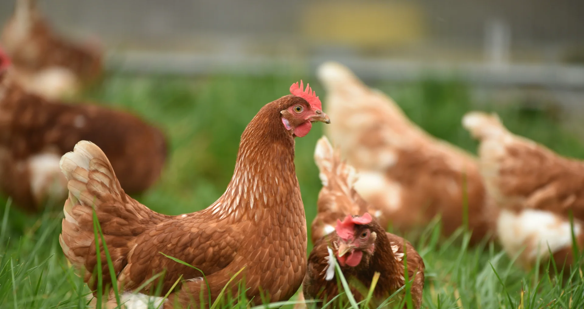 Bruine hen pickerend in groen gras overdag