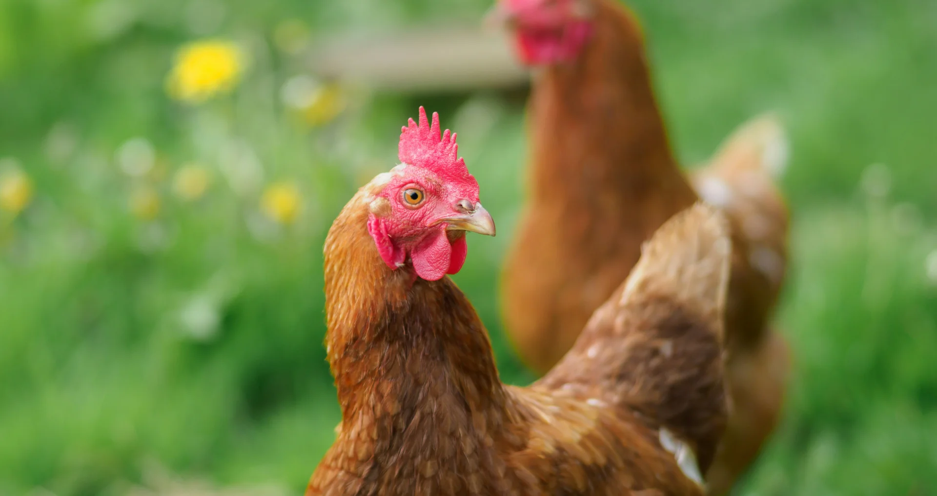Gezonde bruine kippen in weide op biologische boerderij.