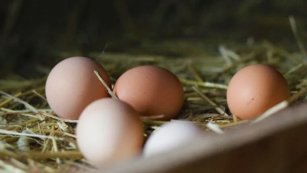 Verse biologische eieren in kartonnen doos op tafel