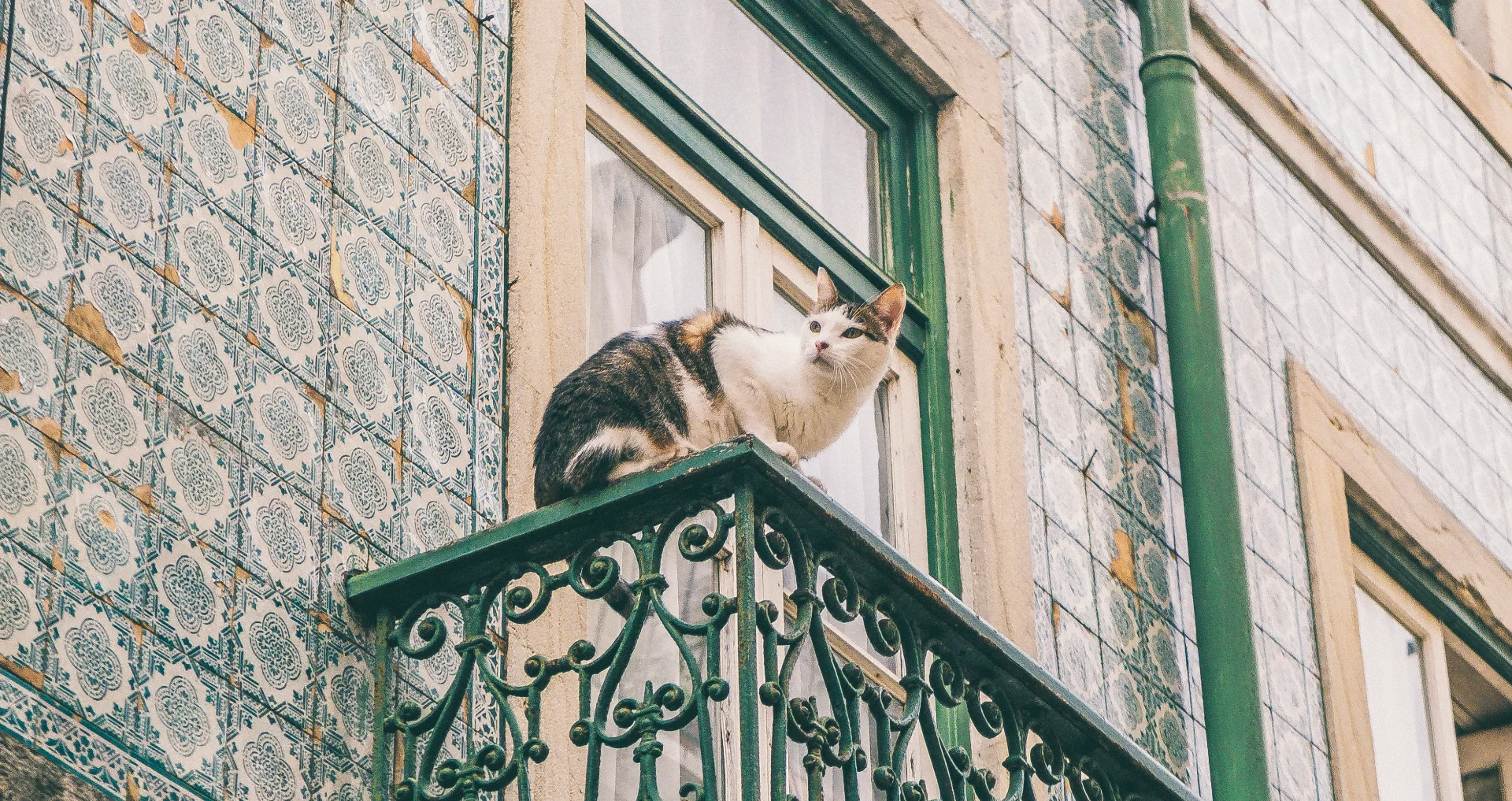 Balkon met beschermende netjes zodat katten veilig kunnen vertoeven