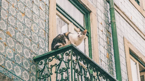 Balkon met beschermende netjes zodat katten veilig kunnen vertoeven