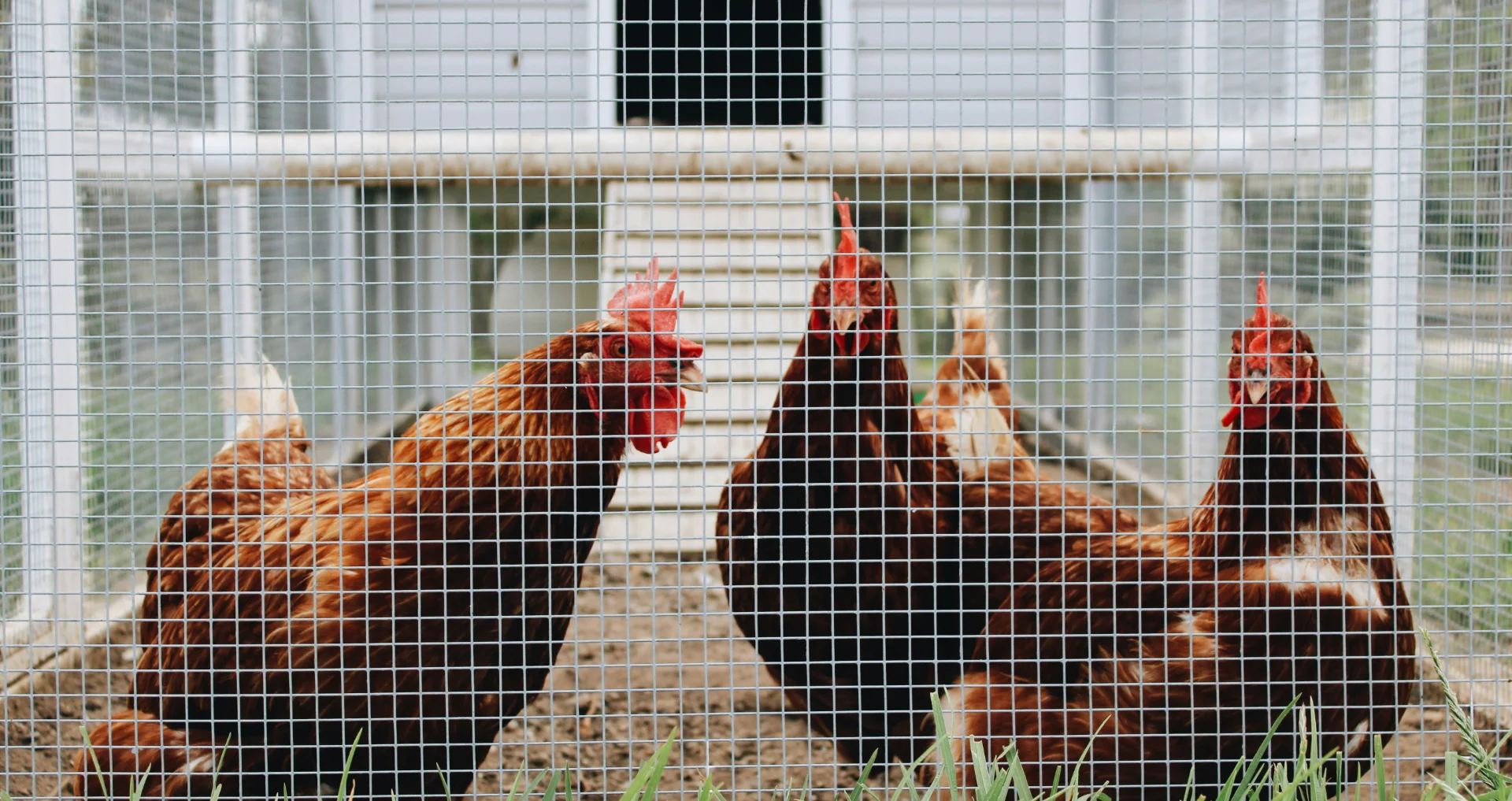 Kippen in een kuiken hokje achter gaas op familieboerderij