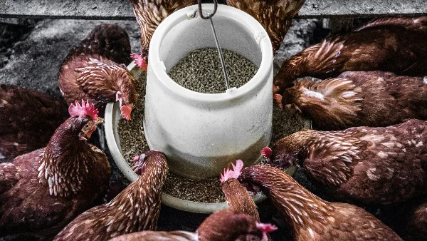 Kippen eten voer uit een voerbak in de stal.