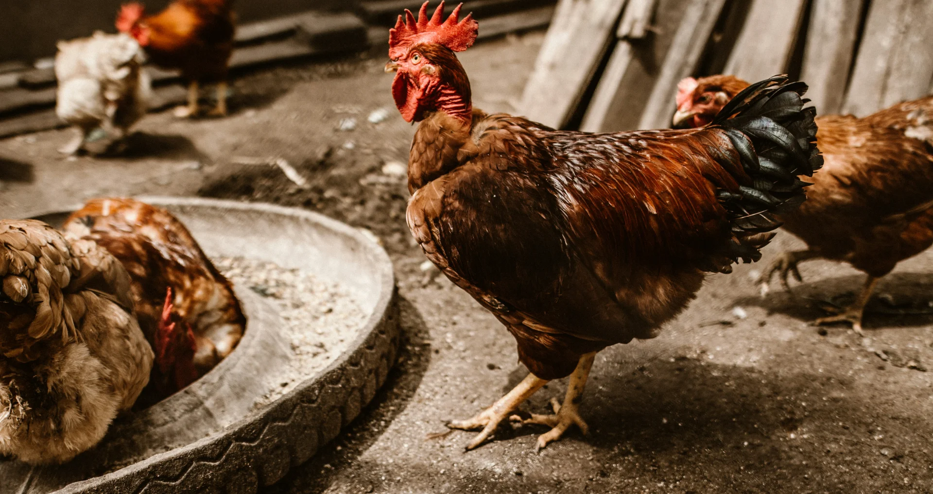 Kippenhok met rooster onderkant voor drainage en luchtcirculatie.