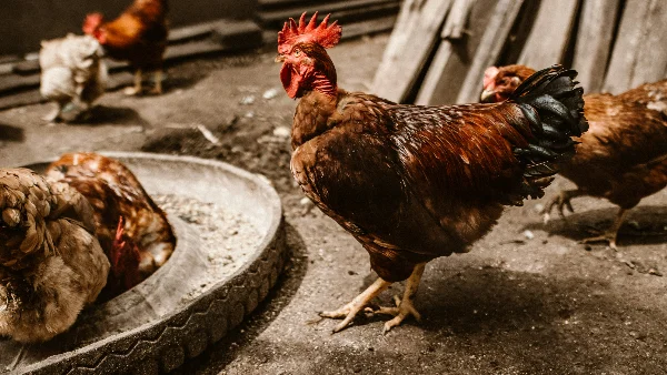 Kippenhok met rooster onderkant voor drainage en luchtcirculatie.