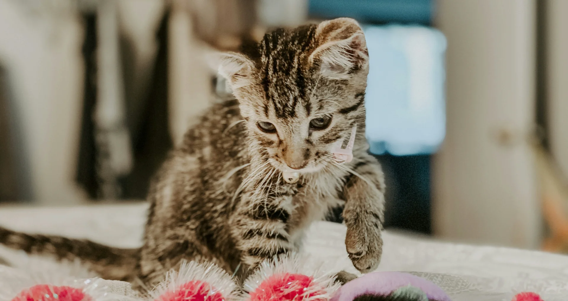 Binnenkat speelt met speeltje op houten vloer binnenshuis.