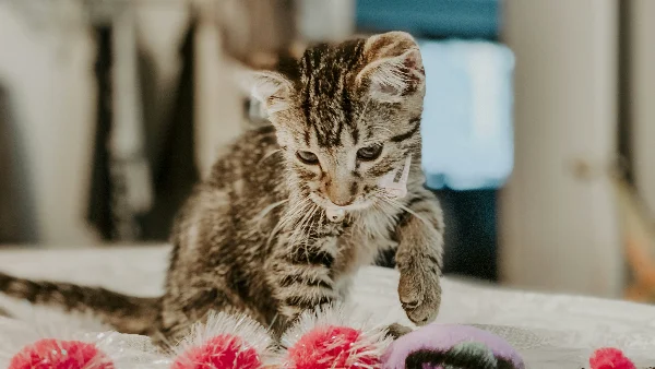 Binnenkat speelt met speeltje op houten vloer binnenshuis.