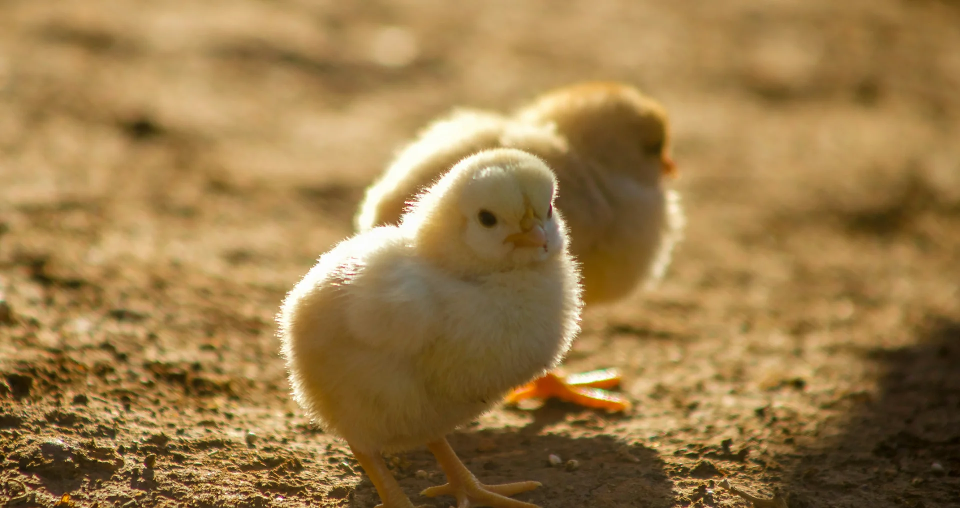 Twee gele kuikens op de grond onder een warmtebron.